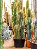 Trichocereus terschechii 2-3pp (130-140) 140 cm