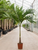 Veitchia (adonidia) merrillii Stam (225-275) 250 cm