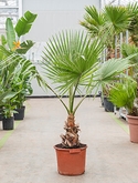 Washingtonia robusta Stam 180 cm