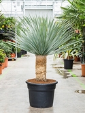 Yucca rostrata Stam 130 cm