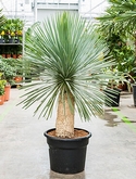 Yucca rostrata Stam 130 cm