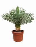 Yucca rostrata Stam 90 cm