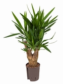 Yucca Vertakt 70 cm