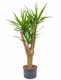 Yucca Vertakt extra 145 cm