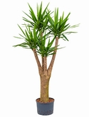 Yucca Vertakt extra 185 cm