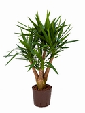 Yucca Vertakt extra 90 cm